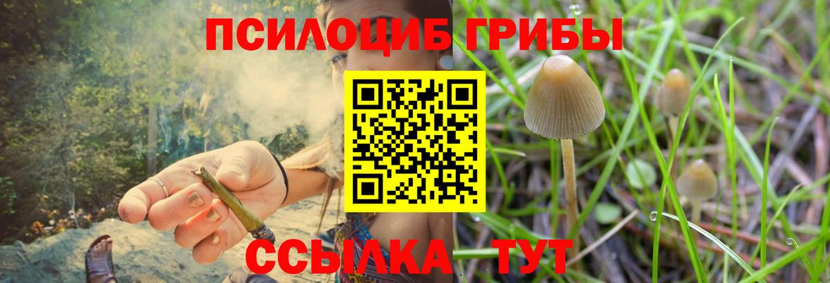 Псилоцибиновые грибы Cubensis Сегежа